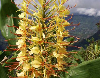 Hedychium gardnerianum zw. Imbirowa lilia /C3 *K14w10