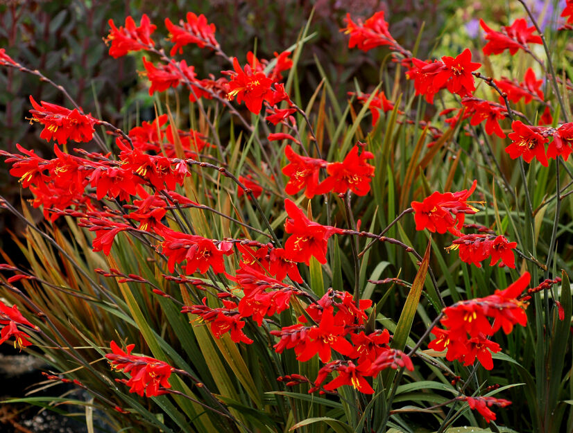 Cynobrówka 'Twilight Fairy Crimson' Crocosmia, Montbrecja /C2,5