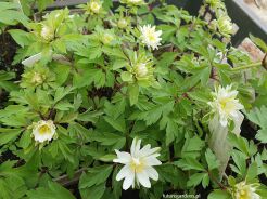 Zawilec gajowy MONSTROSA  Anemone nemorosa /P9 *K25