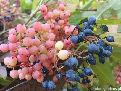 Kalina białojagodowa PINK BEAUTY Viburnum nudum C3,5(C10)/60-80cm *K18