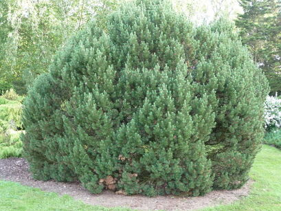 Kosodrzewina MOPS Pinus mugo C2/20cm *4K