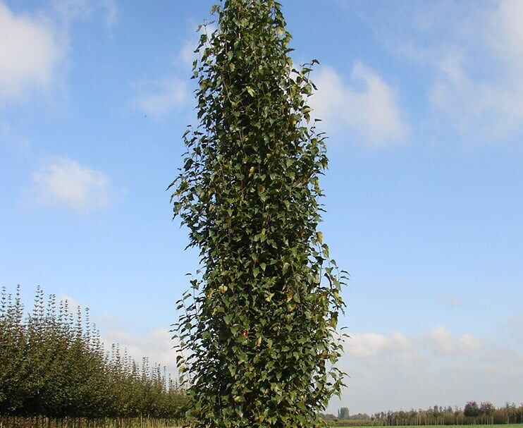 Brzoza kolumnowa FASTIGIATA JOES 'Jolep1' PBR Betula pendula C3(C5)/1-1,2m *K6