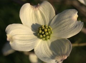 Dereń kwiecisty CHEROKEE PRINCESS   Cornus florida