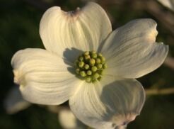 Dereń kwiecisty CHEROKEE PRINCESS   Cornus florida