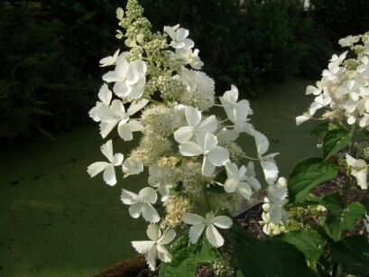 Hortensja bukietowa WHITE LADY Hydrangea paniculata /C2