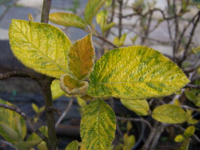 Kalina hordowina VARIEGATA  Viburnum lantana C10/1,4m *P