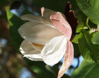 Magnolia SUMMER SOLSTICE C2/40cm