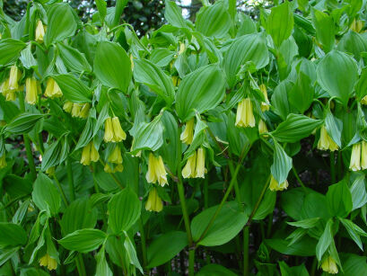 Parnik żólty Disporum flavum /P11