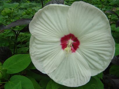 Hibiscus bylinowy XXL odmiana WHITE PRINCESS Ketmia Hibiskus C2