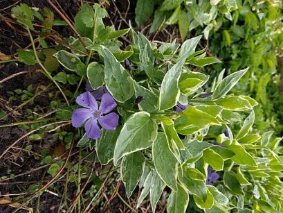 Barwinek większy VARIEGATA Vinca major /P9-P12 *11