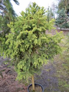 Świerk pospolity - czarcia miotła Piotrowina WB Picea abies (bonsai nr 12)  