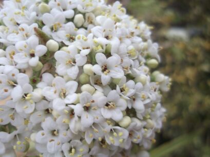 Kalina budlejolistna Viburnum buddlejifolium C4/60cm
