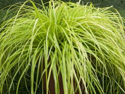 Carex oshimensis Turzyca EVERILLO® /C2 *K4