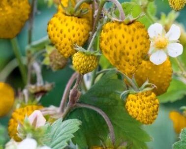 Poziomka YELLOW WONDER- nasiona 0,1 g Fragaria vescasca