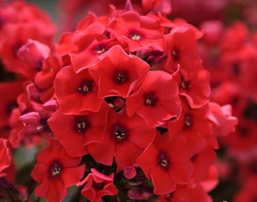 Płomyk wiechowaty TEQUILA SUNRISE Phlox paniculata Floks /C2 *7