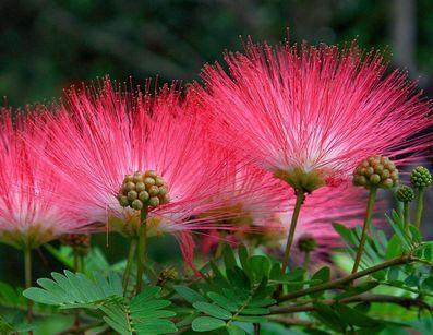 Albicja jedwabista ROSEA Albizia julibrissin Jedwabne perskie drzewo C3/40-60cm *TP