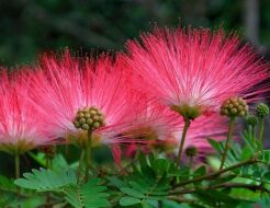 Albicja jedwabista ROSEA Albizia julibrissin Jedwabne perskie drzewo C3/20-30cm *T74