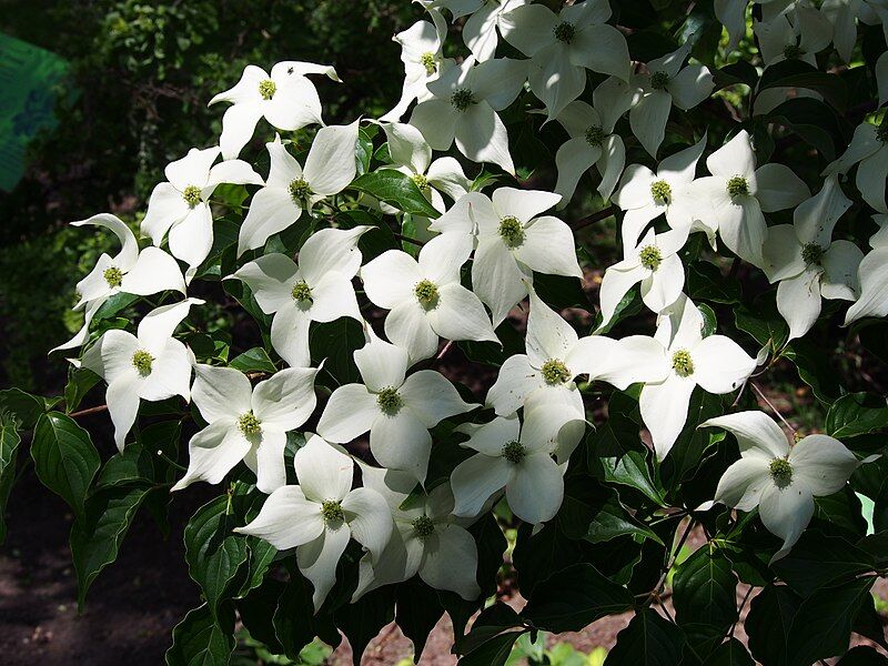 Dereń kolumnowy SUMMER SKY TREE Cornus kousa C5/40-60cm *5