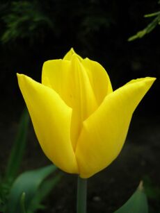 Tulipan TRIUMPH YELLOW 5 SZT.