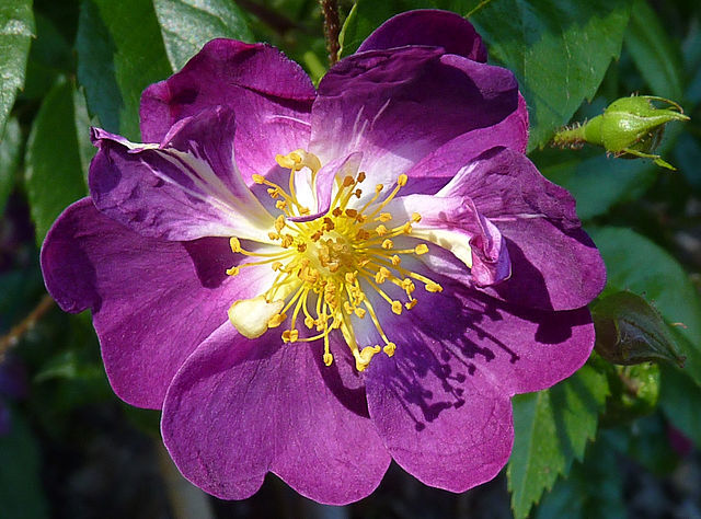 Róża pnąca VEILCHENBLAU C2/80-100cm *T52