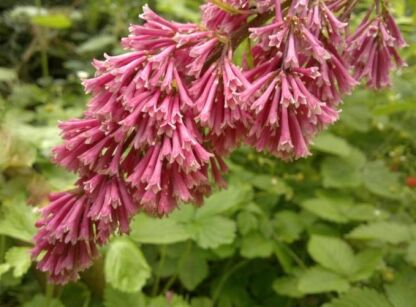 Lilak zwisłokwiatowy Syringa komarowii S.reflexa C3/60-80cm *K19