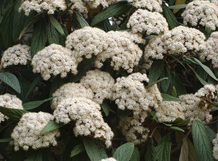 Kalina sztywnolistna (zimozielona) Viburnum rhytidophyllum C2/30-50cm *K18