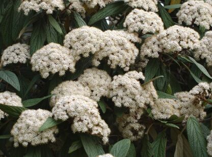 Kalina sztywnolistna (zimozielona) Viburnum rhytidophyllum C2/30-50cm *T31