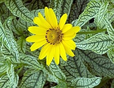 Słoneczniczek pstry LORAINE SUNSHINE Heliopsis helianthoides /C2 *25P