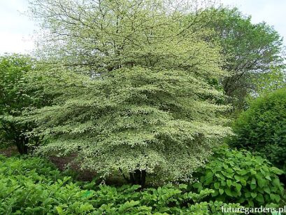 Dereń skrętolistny ARGENTEA Cornus alternifolia C7,5/50-60cm *T4