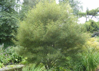 Kruszyna pospolita ASPLENIFOLIA Frangula alnus C2/60-80cm *K20