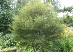Kruszyna pospolita ASPLENIFOLIA Frangula alnus C2/60-80cm *K20