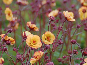 Kuklik TEQUILA SUNRISE Geum /C2,5 