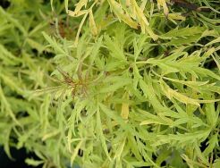 Bez kolumnowy GOLDEN TOWER 'Jdeboer001' PBR Sambucus nigra C5/20-30cm *T30