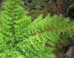 Paprotnik szczecinkozębny PLUMOSUM DENSUM Polystichum setiferum /misa C4 *K8