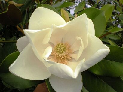 Magnolia grandiflora DOUBLE NANTAIS syn. Flore Pleno C3/60-100cm *T29 *T30