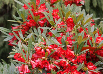  Rhododendron floccigerum C5/30cm