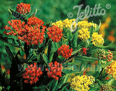 Trojeść bulwiasta GAY BUTTERFLIES  Asclepias tuberoza /C2 *K3