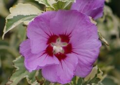 Hibiscus syriacus MEEHANII syn.'Variegatus' Ketmia syryjska P15/40cm
