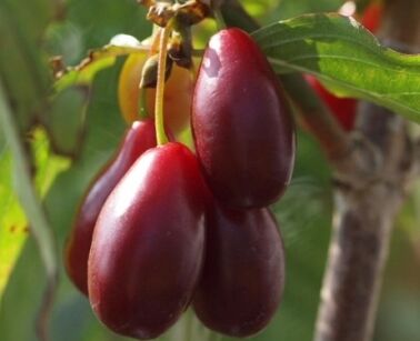 Dereń jadalny PIONEER  Cornus mas 