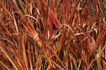 Miskant chiński AFRICA Miscanthus sinensis /C2 *K5