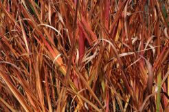 Miskant chiński AFRICA Miscanthus sinensis /C2 *K5