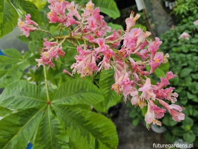 Kasztanowiec czerwony MARGINATA  Aesculus ×carnea C10/Pa100(1,5m)*K14