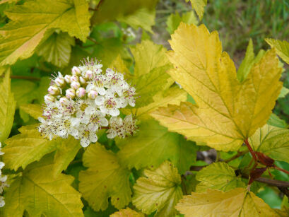 Pęcherznica kalinolistna LUTEUS na PNIU Physocarpus opulifolius C2(C5)/Pa90(110)cm *K6