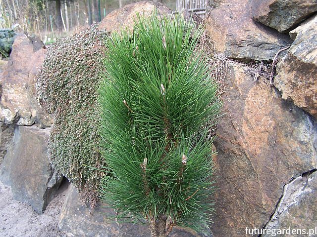 Sosna czarna GREEN TOWER Pinus nigra C3/30-40cm *K4