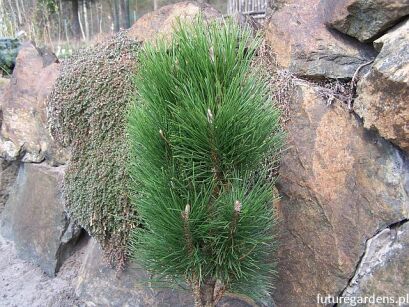 Sosna czarna GREEN TOWER Pinus nigra C3/30cm *K4