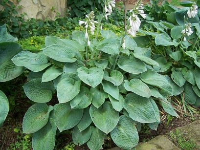 Hosta sieboldiana ELEGANS Funkia /C2