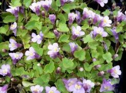 Cymbalaria bluszczykowata Cymbalaria muralis