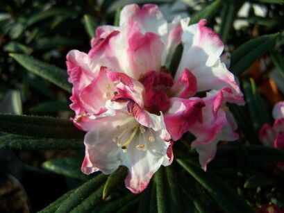 Rhododendron MARLIS - drzewko Różanecznik C7,5/Pa75(100)cm *TP