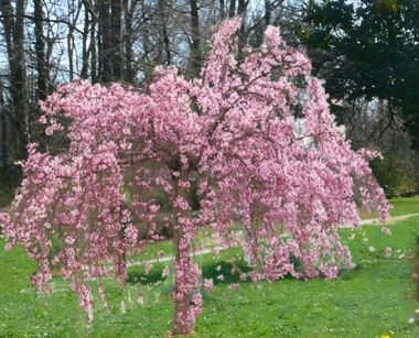 Wiśnia różowa AUTUMNALIS ROSEA Prunus x subhirtella C5/1,5-1,8m