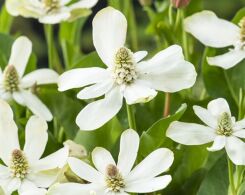 Anemopsis californica /P9 *K25